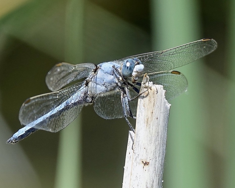 southern skimmer